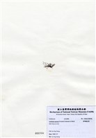 藏品(匍枝凝花菜)的圖片